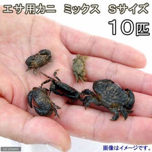 （海水魚）カニ　生餌　エサ用カニ　ミックス　Ｓサイズ（１０匹）　活餌