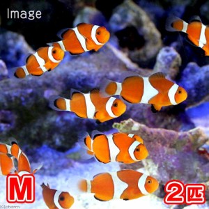 （海水魚）カクレクマノミ　Ｍサイズ（国産ブリード）（２匹）熱帯魚