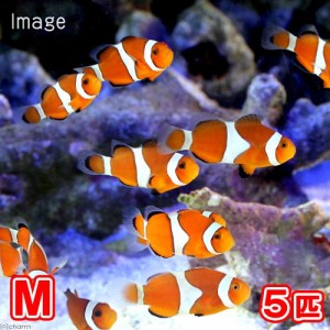 （海水魚）カクレクマノミ　Ｍサイズ（国産ブリード）（５匹）熱帯魚