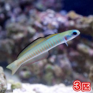 （海水魚）ゼブラハゼ（３匹）