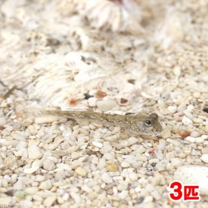 （海水魚）ミナミトビハゼ　Ｓサイズ（汽水）（３匹）