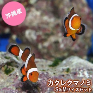 海水魚 沖縄産 カクレクマノミ ｓ ｍサイズセット ワイルド １セット 北海道 九州航空便要保温の通販はau Wowma ワウマ チャーム 商品ロットナンバー