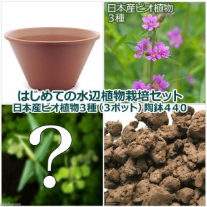 （ビオトープ）（水草）はじめての水辺植物栽培セット　日本産ビオ植物３種（３ポット）　陶鉢４４０　本州四国限定