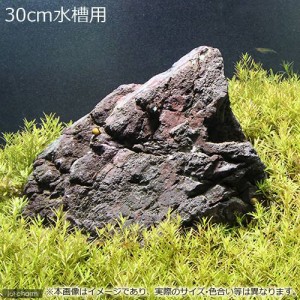 （水草）３０ｃｍ水槽用　ベトナムゴマノハグサ（水上葉）（無農薬）（５０本）＆風山石　草原セット　本州四国限定