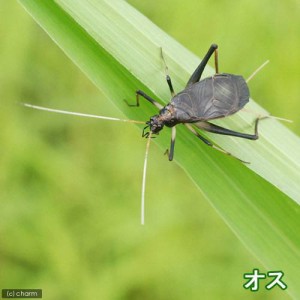 （昆虫）スズムシ　鈴虫　成虫（３ペア）