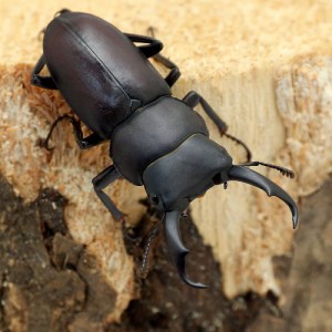 （昆虫）（オス単品）国産コクワガタ　成虫　サイズフリー（１匹）　北海道・九州航空便要保温