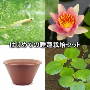 （ビオトープ）（めだか）はじめての睡蓮栽培セット　コマンチェ＋陶鉢４４０＋ヒメダカ＋浮き草他　説明書付　本州四国限定