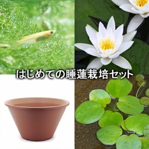 （ビオトープ）（めだか）はじめての睡蓮栽培セット　ヘルミネ＋陶鉢４４０＋ヒメダカ＋浮き草他　説明書付　本州四国限定