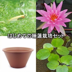 （ビオトープ）（めだか）はじめての睡蓮栽培セット　ローズアレイ＋陶鉢４４０＋ヒメダカ＋浮き草他　説明書付　本州四国限定