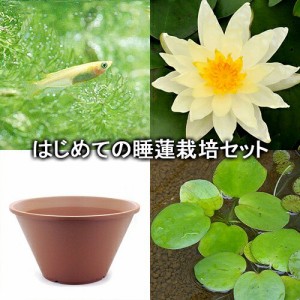 （ビオトープ）（めだか）はじめての睡蓮栽培セット　サンライズ＋陶鉢４４０＋ヒメダカ＋浮き草他　説明書付　本州四国限定