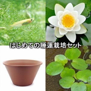 （ビオトープ）（めだか）はじめての睡蓮栽培セット　アルバトロス＋陶鉢４４０＋ヒメダカ＋浮き草他　説明書付　本州四国限定