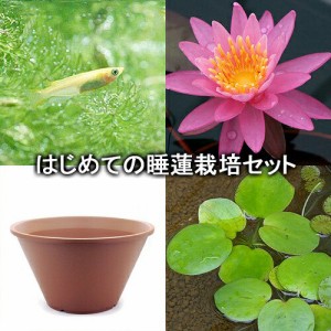 （ビオトープ）（めだか）はじめての睡蓮栽培セット　ダラス＋陶鉢４４０＋ヒメダカ＋浮き草他　説明書付　本州四国限定