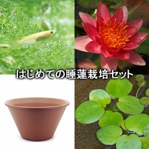 （ビオトープ）（めだか）はじめての睡蓮栽培セット　インディアナ＋陶鉢４４０＋ヒメダカ＋浮き草他　説明書付　本州四国限定