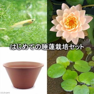 （ビオトープ）（めだか）はじめての睡蓮栽培セット　クライド　イキンス＋陶鉢４４０＋ヒメダカ＋浮き草他　説明書付　本州四国限定