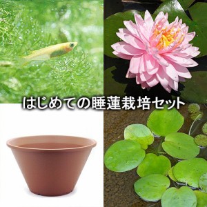 （ビオトープ）（めだか）はじめての睡蓮栽培セット　リリーポンズ＋陶鉢４４０＋ヒメダカ＋浮き草他　説明書付　本州四国限定