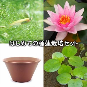 （ビオトープ）（めだか）はじめての睡蓮栽培セット　ロージー　モーン＋陶鉢４４０＋ヒメダカ＋浮き草他　説明書付　本州四国限定