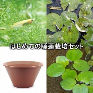 （ビオトープ）（めだか）はじめての睡蓮栽培セット　ハル　ミラー＋陶鉢４４０＋ヒメダカ＋浮き草他　説明書付　本州四国限定