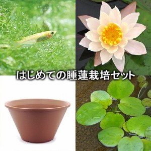 （ビオトープ）（めだか）はじめての睡蓮栽培セット　ピーチ　リリー＋陶鉢４４０＋ヒメダカ＋浮き草他　説明書付　本州四国限定