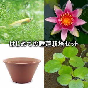 （ビオトープ）（めだか）はじめての睡蓮栽培セット　リーン　グラード＋陶鉢４４０＋ヒメダカ＋浮き草他　説明書付　本州四国限定