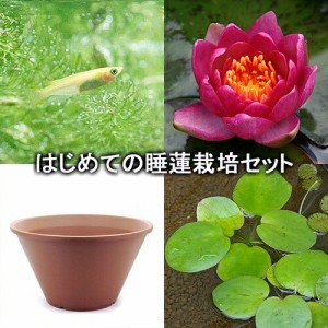 （ビオトープ）（めだか）はじめての睡蓮栽培セット　アンドレアナ＋陶鉢４４０＋ヒメダカ＋浮き草他　説明書付　本州四国限定