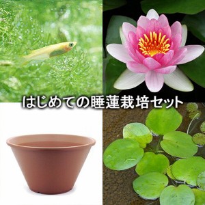 （ビオトープ）（めだか）はじめての睡蓮栽培セット　アトラクション＋陶鉢４４０＋ヒメダカ＋浮き草他　説明書付　本州四国限定