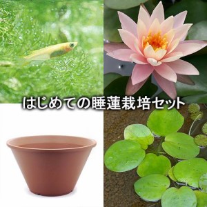 （ビオトープ）（めだか）はじめての睡蓮栽培セット　シンシア　アン＋陶鉢４４０＋ヒメダカ＋浮き草他　説明書付　本州四国限定