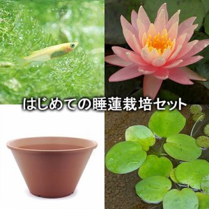 （ビオトープ）（めだか）はじめての睡蓮栽培セット　サニーピンク＋陶鉢４４０＋ヒメダカ＋浮き草他　説明書付　本州四国限定