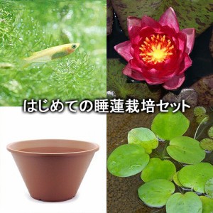 （ビオトープ）（めだか）はじめての睡蓮栽培セット　ルチダ＋陶鉢４４０＋ヒメダカ＋浮き草他　説明書付　本州四国限定