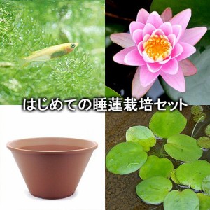 （ビオトープ）（めだか）はじめての睡蓮栽培セット　ニゲル＋陶鉢４４０＋ヒメダカ＋浮き草他　説明書付　本州四国限定