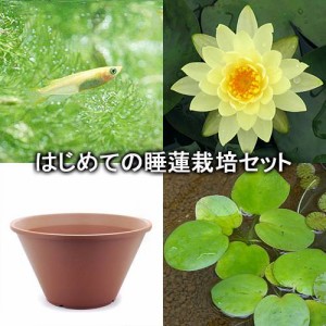 （ビオトープ）（めだか）はじめての睡蓮栽培セット　レモン　ミスト＋陶鉢４４０＋ヒメダカ＋浮き草他　説明書付　本州四国限定