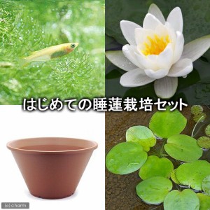 （ビオトープ）（めだか）はじめての睡蓮栽培セット　バージナリス＋陶鉢４４０＋ヒメダカ＋浮き草他　説明書付　本州四国限定