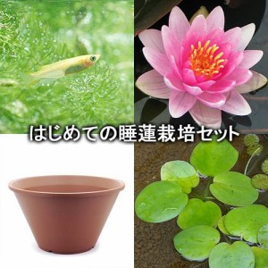 （ビオトープ）（めだか）はじめての睡蓮栽培セット　チャレス＋陶鉢４４０＋ヒメダカ＋浮き草他　説明書付　本州四国限定