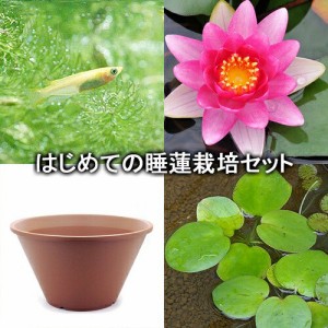 （ビオトープ）（めだか）はじめての睡蓮栽培セット　コンクーラー＋陶鉢４４０＋ヒメダカ＋浮き草他　説明書付　本州四国限定