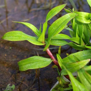 （水草）パンタナルクリスパ　グリーン（水上葉）（無農薬）（１０本）