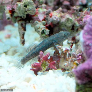 （海水魚）生餌　エサ用ハゼミックス　Ｓサイズ（３匹）　活餌