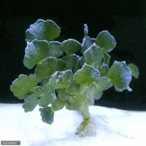 （海水魚）海藻　ヒロハサボテングサ（３株）