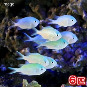 （海水魚）デバスズメダイ　Ｍサイズ（６匹）