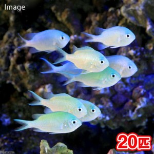 （海水魚）デバスズメダイ　Ｍサイズ（２０匹）