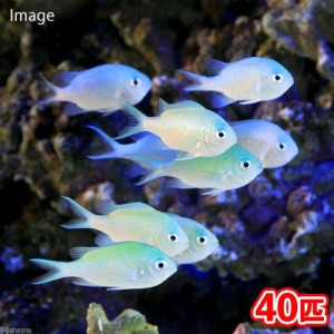 （海水魚）デバスズメダイ　Ｍサイズ（４０匹）