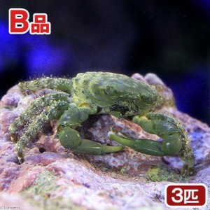 （海水魚）カニ　（Ｂ品）エメラルドグリーンクラブ（３匹）