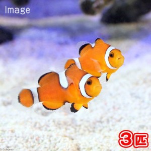 （海水魚）カクレクマノミ　イレギュラーバンド（国産ブリード）（３匹）