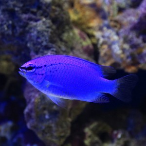 （海水魚）沖縄産　コバルトスズメダイ（５匹）