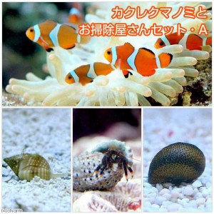 海水魚 飼育 セット 初心者の通販 Au Pay マーケット