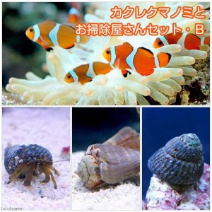 （海水魚）カクレクマノミ（２匹）とお掃除屋さんセット・Ｂ　（１セット）