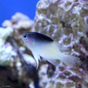 （海水魚）ローランドダムセル（３匹）