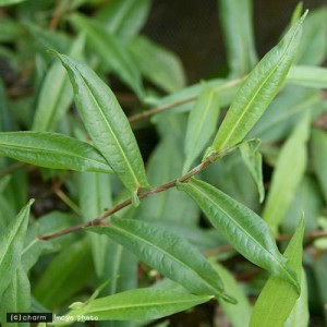 （水草）ホソバノウナギツカミ（水上葉）（無農薬）（１０本）