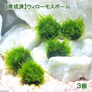 （水草）★育成済★　ウィローモス　ボール（水中葉）（無農薬）（３個）