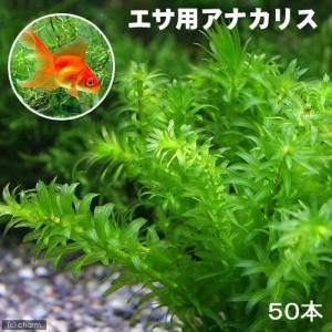 （水草）メダカ・金魚藻　エサ用アナカリス（５０本）