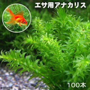 （水草）メダカ・金魚藻　エサ用アナカリス（１００本）
