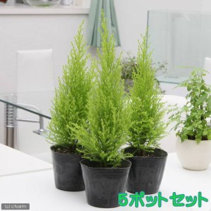 （観葉植物）ゴールドクレスト　ウィルマ　３号（５ポット）